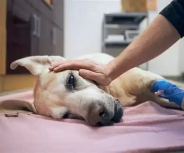 10 Common Causes of Dog Diarrhea and When to See a Vet Every Owner Should Know