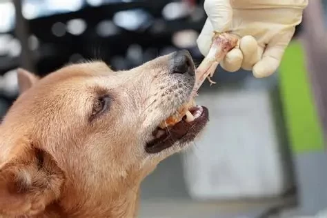 Can Dogs Eat Cooked Bones? Understanding the Real Risks for Your Pet