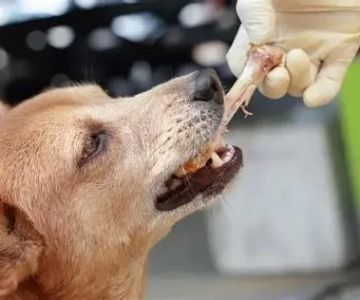 Can Dogs Eat Cooked Bones? Understanding the Real Risks for Your Pet