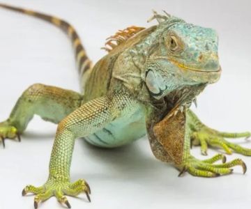 How to Become a Reptile Veterinarian: A Step-by-Step Career Guide