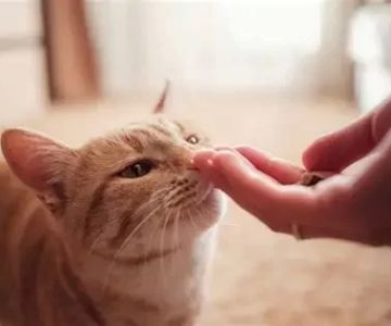 Cat Not Eating After Surgery: Causes, Recovery Tips, and When to See a Vet