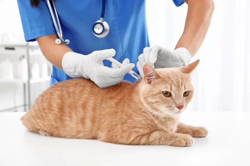 How Often Should Cats Get Vaccinated? Updated 2025 Booster Schedule Explained Simply