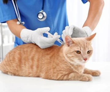 How Often Should Cats Get Vaccinated? Updated 2025 Booster Schedule Explained Simply