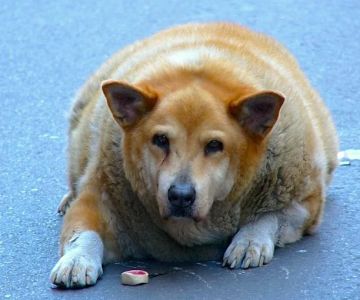Pet Obesity in America: Causes, Health Risks & Ways to Help You Shouldn't Ignore