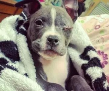 Where to Study Veterinary Medicine: Top Schools, Pathways, and Career Insight