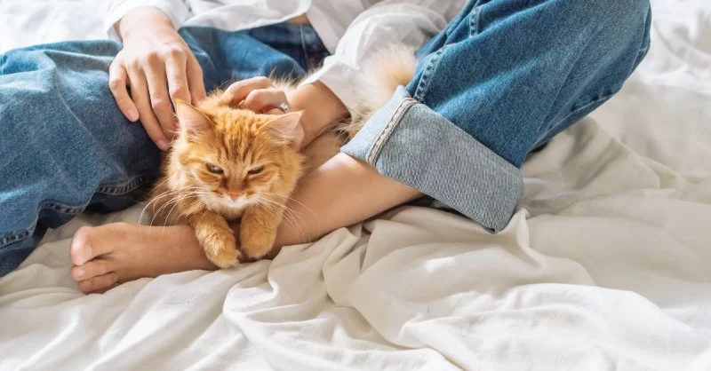 Cat Wheezing and Difficulty Breathing? Causes, Emergencies, and What to Do