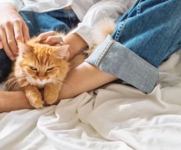 Cat Wheezing and Difficulty Breathing? Causes, Emergencies, and What to Do