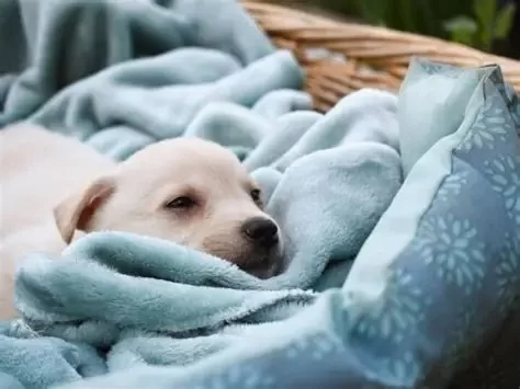 Dog Not Sleeping in Usual Bed or Crate? What It Means & How to Help