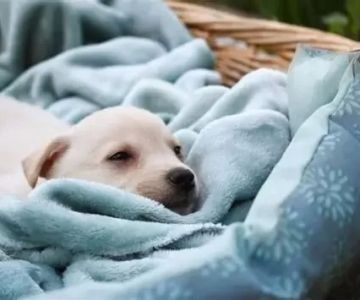 Dog Not Sleeping in Usual Bed or Crate? What It Means & How to Help