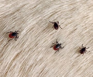 The Importance of Parasite Prevention: Fleas, Ticks & Heartworm With Natural Remedies