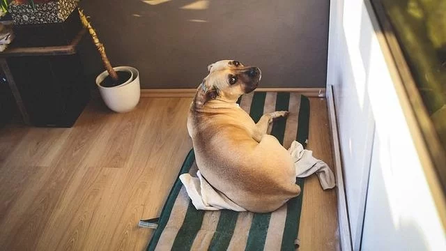 How to Help Pets Adjust to a New Home or Routine With Natural Remedies