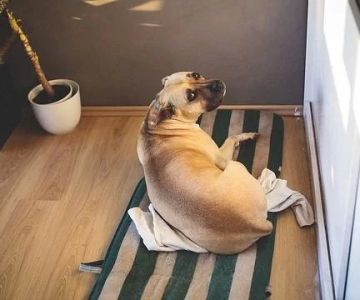 How to Help Pets Adjust to a New Home or Routine With Natural Remedies