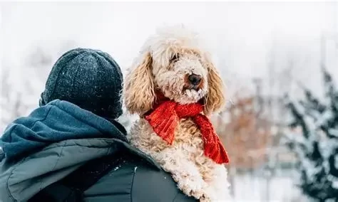 Seasonal Pet Care Tips Every Owner Should Follow According to Experts