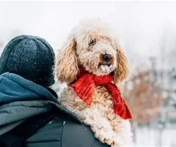 Seasonal Pet Care Tips Every Owner Should Follow According to Experts