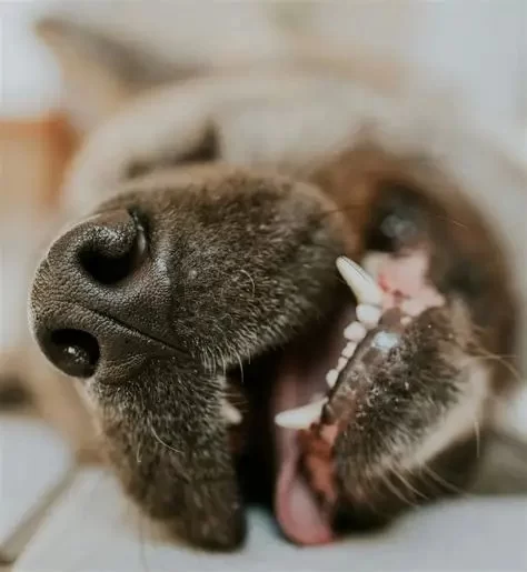 How to Spot Early Signs of Dental Disease in Dogs and Cats You Shouldn't Ignore
