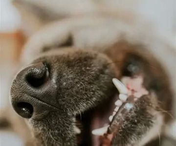 How to Spot Early Signs of Dental Disease in Dogs and Cats You Shouldn't Ignore