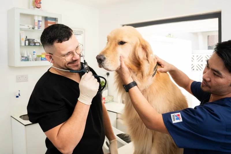 10 Common Causes of Dog Diarrhea and When to See a Vet - Vet Approved Insights