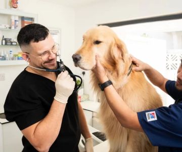 10 Common Causes of Dog Diarrhea and When to See a Vet - Vet Approved Insights