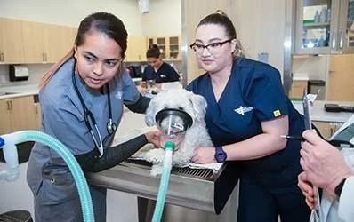 How Do You Become a Veterinary Technician in the U.S.