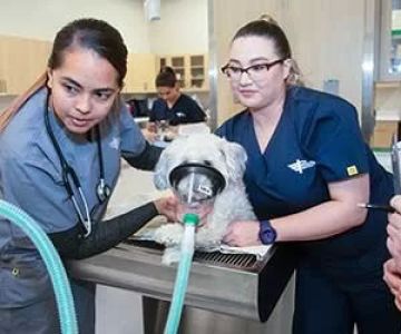 How Do You Become a Veterinary Technician in the U.S.