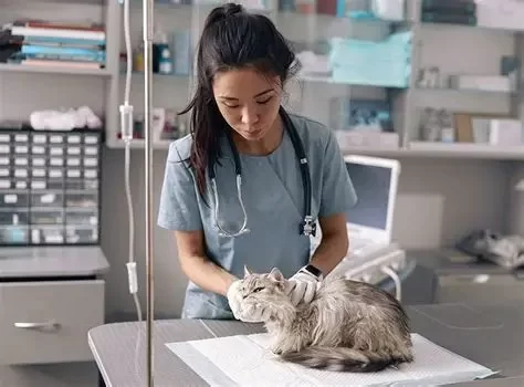 Which Veterinarian Specialty Makes the Most Money in the U.S.