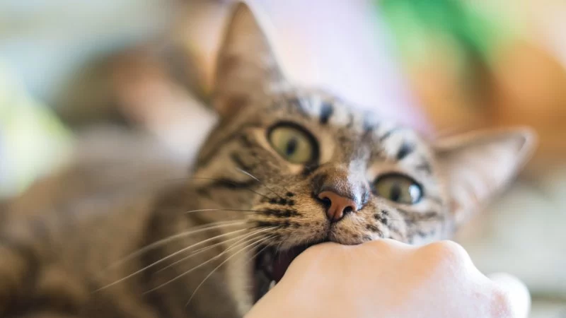 Why Your Cat Keeps Biting or Licking One Specific Spot