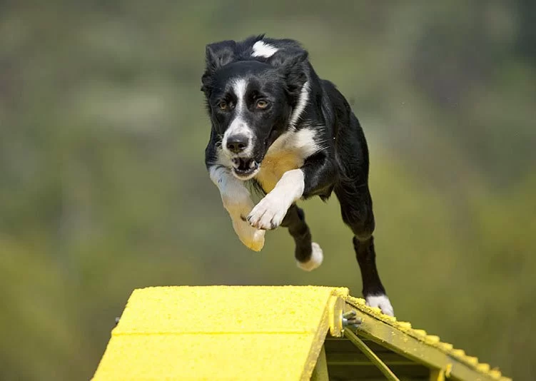 Why Your Dog Is Not Jumping as High Anymore (And What to Do)