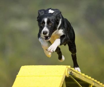 Why Your Dog Is Not Jumping as High Anymore (And What to Do)
