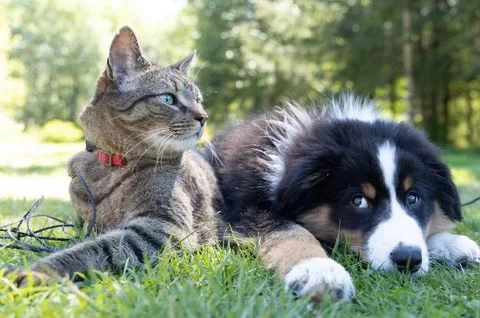 Understanding Your Pet’s Anxiety: How to Calm Your Dog or Cat Naturally