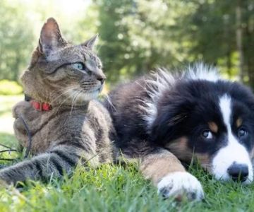 Understanding Your Pet’s Anxiety: How to Calm Your Dog or Cat Naturally