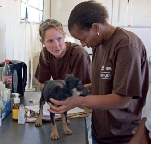 The Inspiring Story of a Famous Veterinarian Who Changed Animal Care Forever