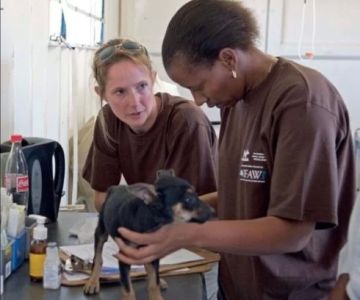 The Inspiring Story of a Famous Veterinarian Who Changed Animal Care Forever