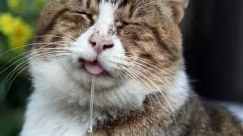 Why Is My Cat Drooling and Foaming at the Mouth? Vet-Backed Causes