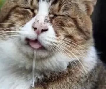 Why Is My Cat Drooling and Foaming at the Mouth? Vet-Backed Causes