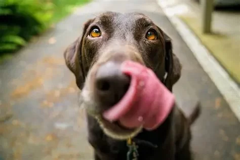 Why Does My Dog Lick Its Nose and Lips After Eating? Explained
