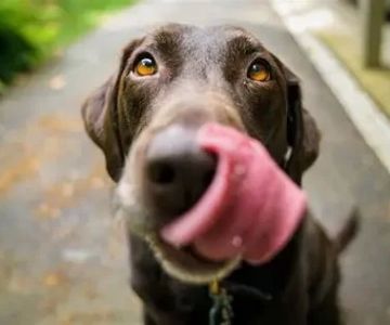 Why Does My Dog Lick Its Nose and Lips After Eating? Explained