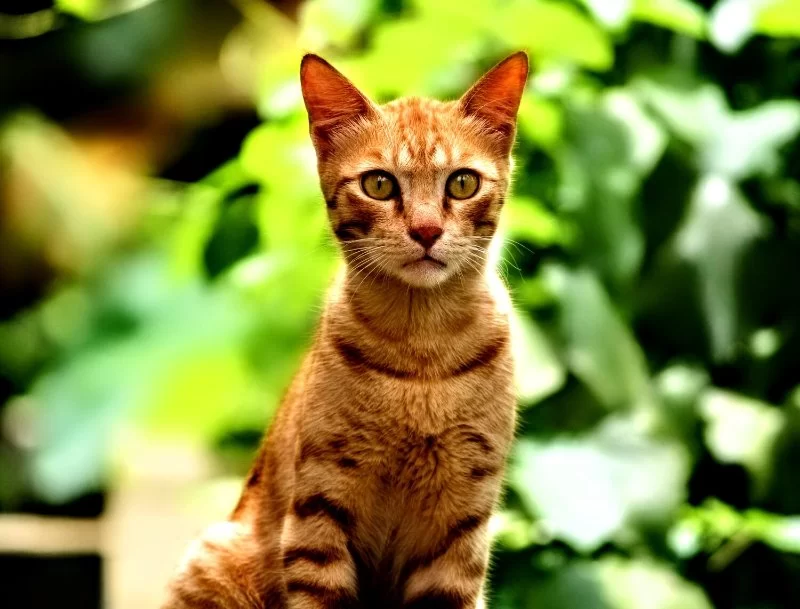 What a Body Condition Score (BCS) Chart Can Tell You About Your Pet Explained Simply