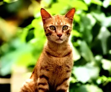 What a Body Condition Score (BCS) Chart Can Tell You About Your Pet Explained Simply