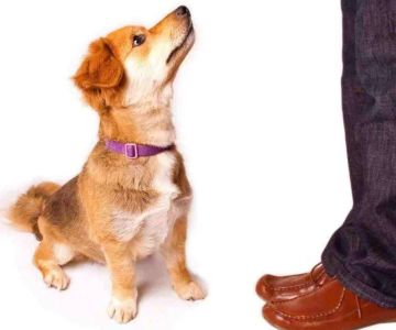 How to Teach Your Dog Basic Commands Every Owner Should Know