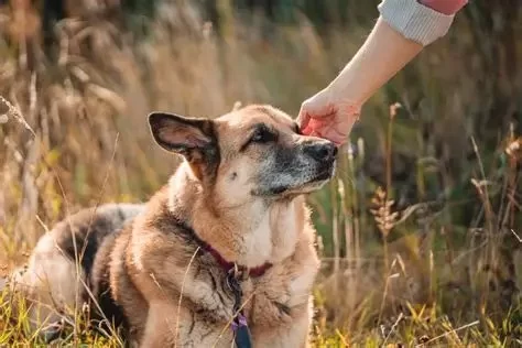 What Pet Owners Should Know About Arthritis in Aging Pets