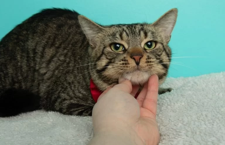 Fatty Tumors in Cats: Benign or Serious? Vet Insights You Need to Know