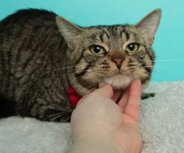 Fatty Tumors in Cats: Benign or Serious? Vet Insights You Need to Know