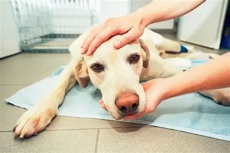 10 Common Causes of Dog Diarrhea and When to See a Vet