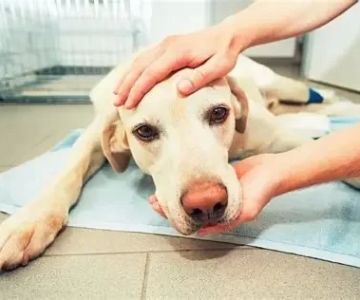 10 Common Causes of Dog Diarrhea and When to See a Vet
