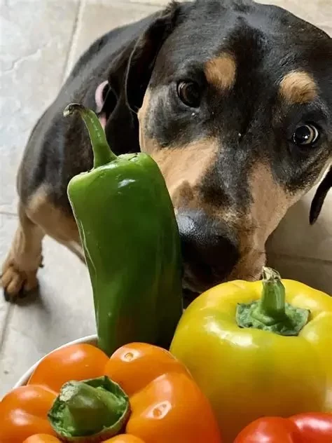 Can Dogs Eat Hot Peppers? What Every Pet Owner Should Know