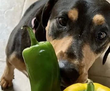 Can Dogs Eat Hot Peppers? What Every Pet Owner Should Know
