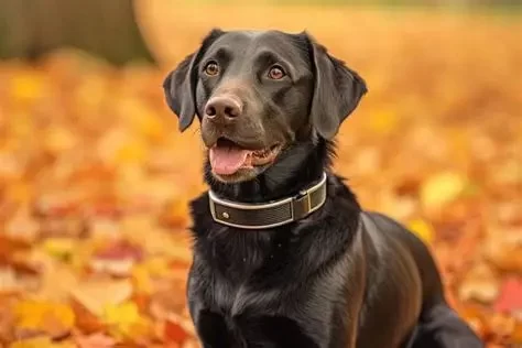 How Smart Collars and AI Wearables Are Changing Pet Health Monitoring in 2025