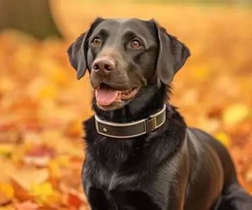 How Smart Collars and AI Wearables Are Changing Pet Health Monitoring in 2025