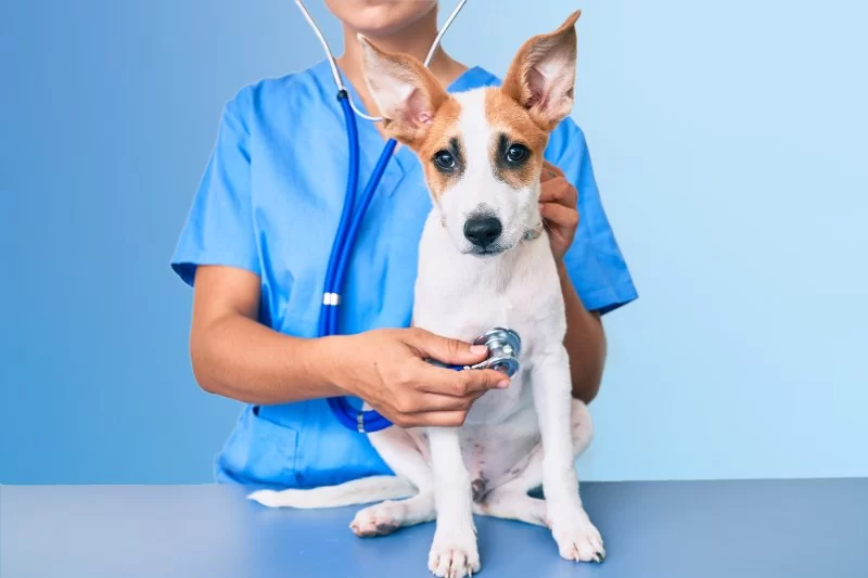 Career Outlook for Veterinarians: Salary, Growth, and Future Demand