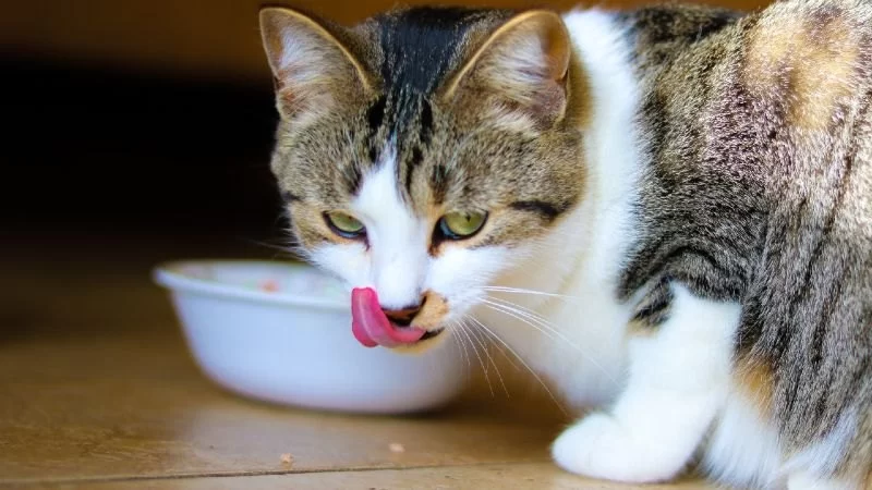 Cat Suddenly Refusing to Eat Dry Food? Here’s What You Need to Know